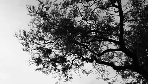 Tree Branches in B&amp;W Video stock 1183587