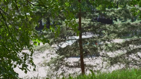 Tree branches, with a car driving past in the background, out of focus Stock Footage 348009843