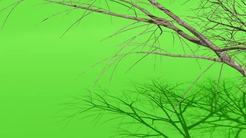 Tree Branches Casting Shadow on Green Screen Background Stock Footage 330920284