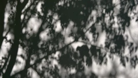 Tree branches casting a shadow on white wall in summer morning Stock Footage 272602094