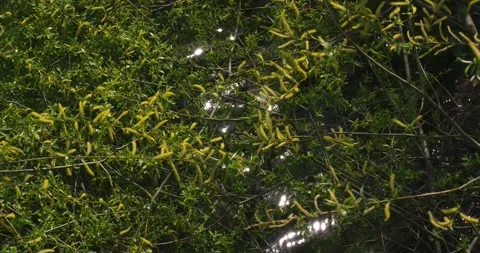 Tree branches with catkins over water at Jarun Lake 库存影片 332550080