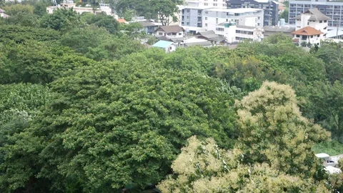 Tree branches, in the city, shaking in storm winds Stock Footage 103492740