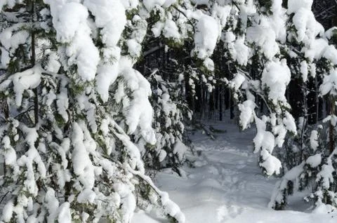 Tree branches close-up after snowfall Stock Photos