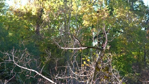 Tree branches up close from a distance Stock Footage 321973668