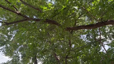 Tree Branches close to an Electrical Power Line Stock Footage 317659162