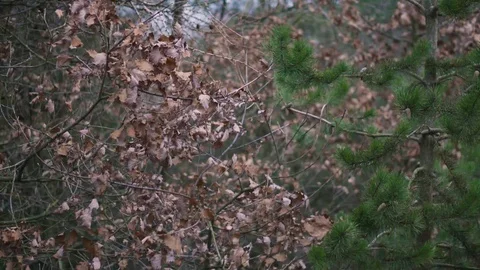 Tree branches close up Stock Footage 101979915