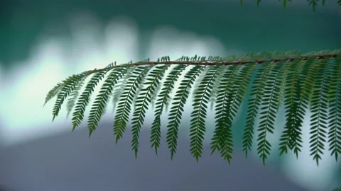 Tree branches close up Vídeo Stock 191290334