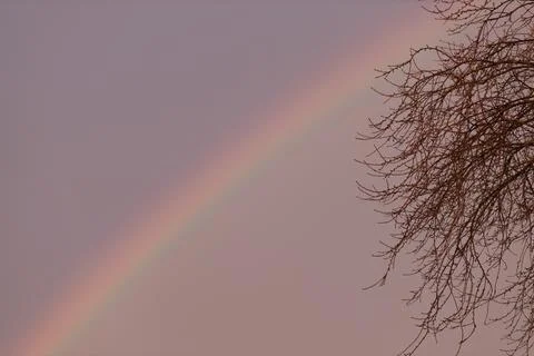 Tree branches close up full rainbow background. A place for your text Stock Photos