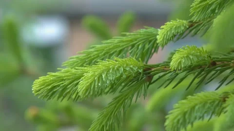 Tree branches close-up. Young spruce branches. Young pine branches. Spring young Stock Footage 205411446