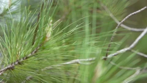 Tree Branches Close-up. Young Spruce Branches. Young Pine Branches. Stock Footage 210502654
