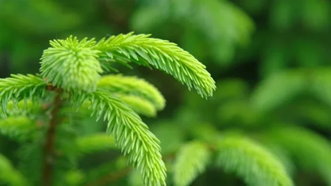 Tree branches close-up. Young spruce branches. Young pine branches. Spring young Stock Footage 212434583