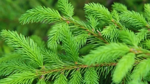 Tree branches close-up. Young spruce branches. Young pine branches. Spring young Stock Footage 220803505