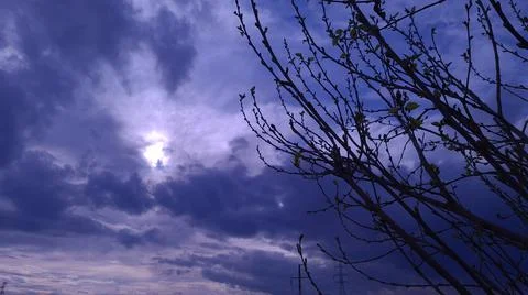 Tree branches on a a cloudly winter day Stock Photos