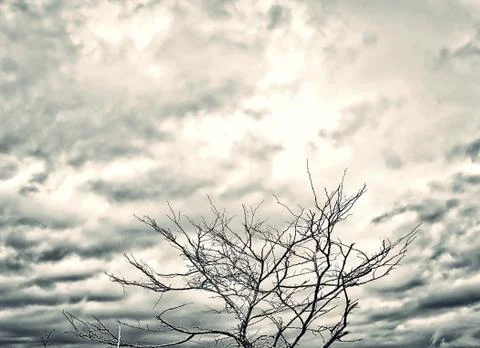 Tree branches with cloudy background. Autumn and winter scenery Stock Photos