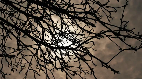 Tree branches on a cloudy day Stock Footage 62689322