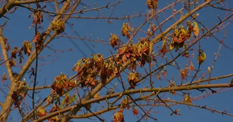 Tree branches with clusters of winged seeds 스톡 동영상 332550833