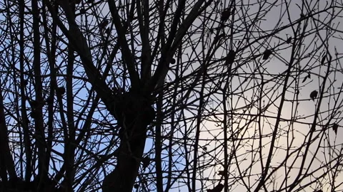 Tree Branches in the cold season Stock Footage 169438865