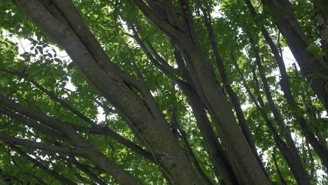 Tree Branches - Color Graded Stock Footage 79544559