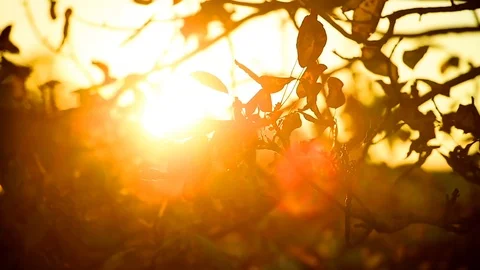 Tree branches with colorful foliage seen during an autumn sunset Video stock 102509752