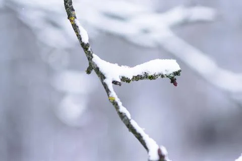 Tree branches covered with abundant white snow on a winter day Stock-Fotos