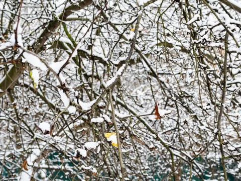 Tree branches covered by the first snow in autumn Stock Photos
