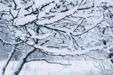 Tree branches covered with fluffy snow in the winter garden Stock Photos