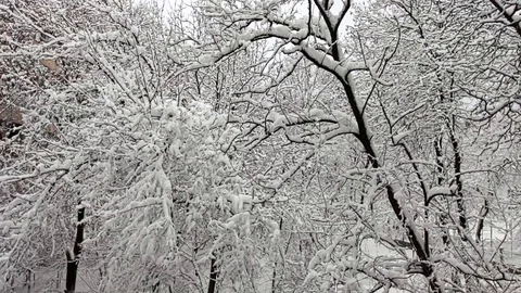 Tree Branches Covered in Freshly Fallen Snow Stock Footage 124252004