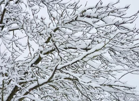 Tree branches covered with freshly fallen snow on a white background of the w Stock Photos