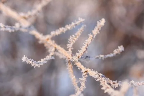 Tree branches covered by frost Stock Photos