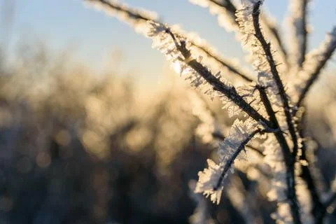 Tree branches covered by frost Stock Photos