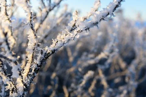 Tree branches covered by frost Stock Photos