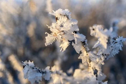 Tree branches covered by frost Stock Photos