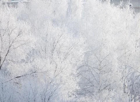 Tree branches covered with frost Stock Photos