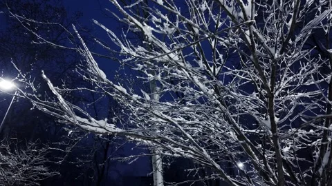 Tree Branches Covered In Glaze Ice After Freezing Rain At Evening Stock Footage 328163008