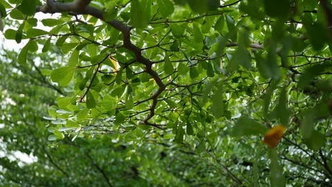 Tree branches covered in green garden of nature Stock Footage 90295974