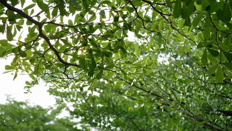 Tree branches covered in green garden of nature park Stock Footage 93587964