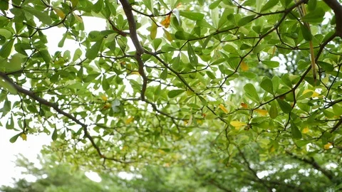 Tree branches covered in green garden of nature Stock Footage 93882287