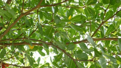 Tree branches covered in green garden of nature Stock Footage 109075552