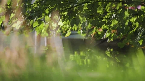 Tree branches covered with green leaves bow above the lake. Stock-Footage 258333458