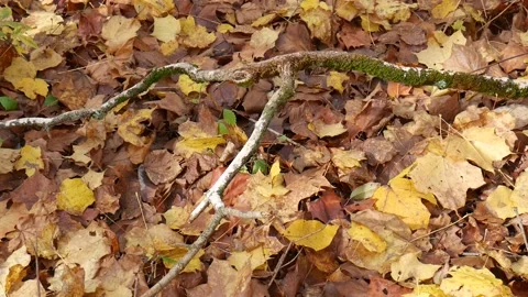 Tree branches covered in green moss with leaves all over the ground Stock-Footage 141764693