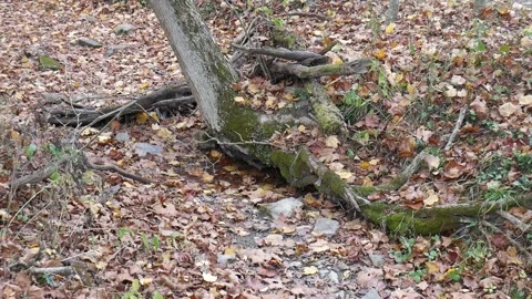 Tree branches covered in green moss with leaves all over the gorund Vídeo Stock 141765486