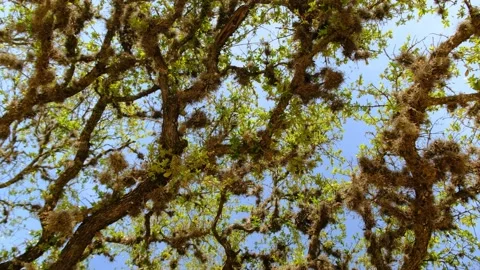 Tree branches covered in green moss Stock Footage 166363290