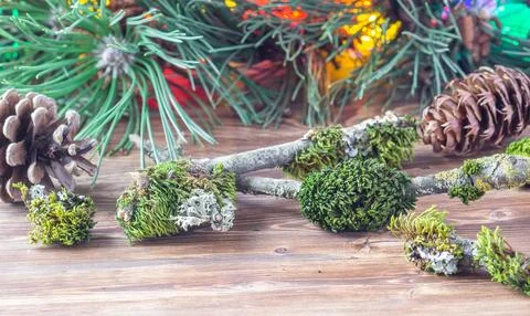 Tree branches covered in green moss on a wooden table with pine cones and pin Stock Photos