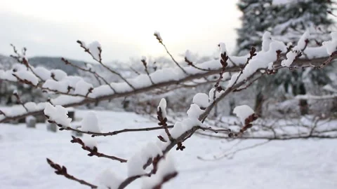 Tree Branches Covered by Heavy White Snow during Winter in Kyoto, Japan Stock Footage 146163364
