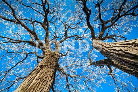Tree branches covered with hoarfrost against the blue sky Stock Photos