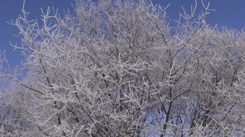 Tree branches covered with hoarfrost Stock Footage 59311297