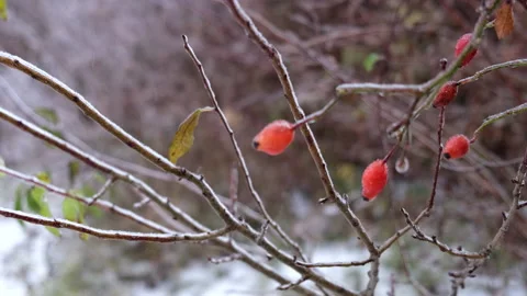 Tree branches covered with ice after frozen rain storm Stock Footage 228259165