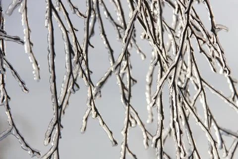 Tree branches covered with ice after freezing rain Stock Photos
