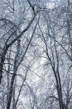 Tree branches covered with ice after an ice storm Stock Photos