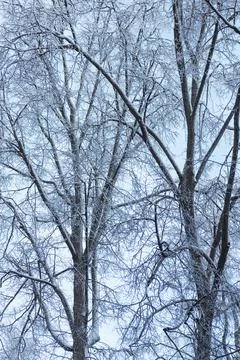 Tree branches covered with ice after an ice storm Stock Photos